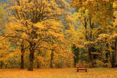Tapeta Nature Autumn trees 002.jpg